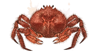 Kegani - Hair Crab