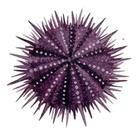 Uni - Sea Urchin