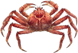 Tarabagani - King Crab