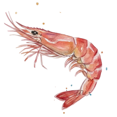 Botanebi - Spot Shrimp