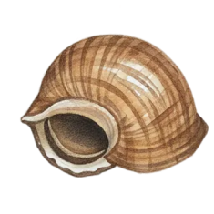 Tsubugai - Whelk