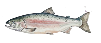 Sakura - Salted Salmon